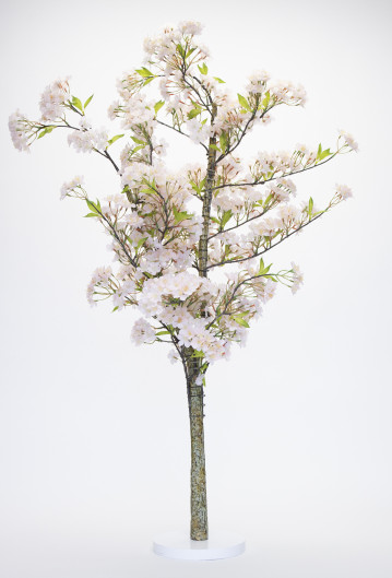 Pale Pink Blossom Tree
