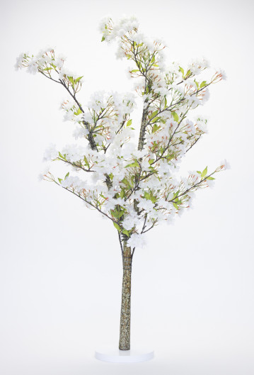 White Tall Blossom Tree