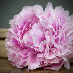 Peony Blush