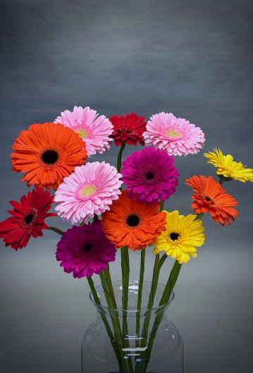Simply Gerberas
