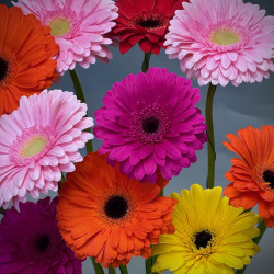 Simply Gerberas