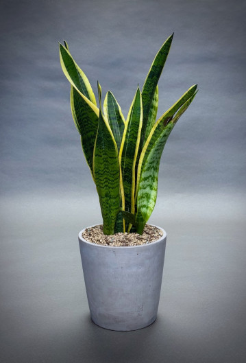 Sansevieria