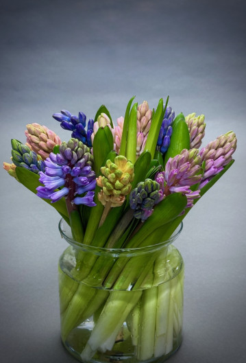 Simply Hyacinths 