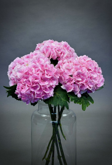 Simply Hydrangeas