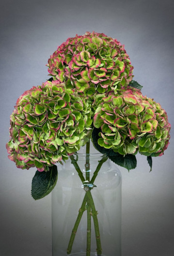 Simply Hydrangeas
