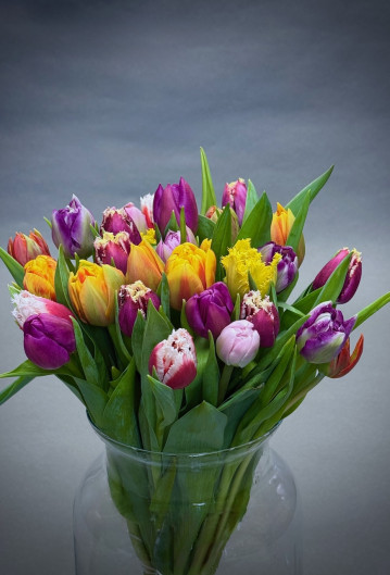 Simply Tulips